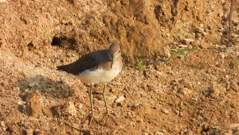 Sandpiper---water---pond---gold-