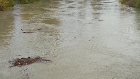 View-upriver-of-branches,-debris-flowing-down-Snohomish-River-near-flood-stage,-Washington