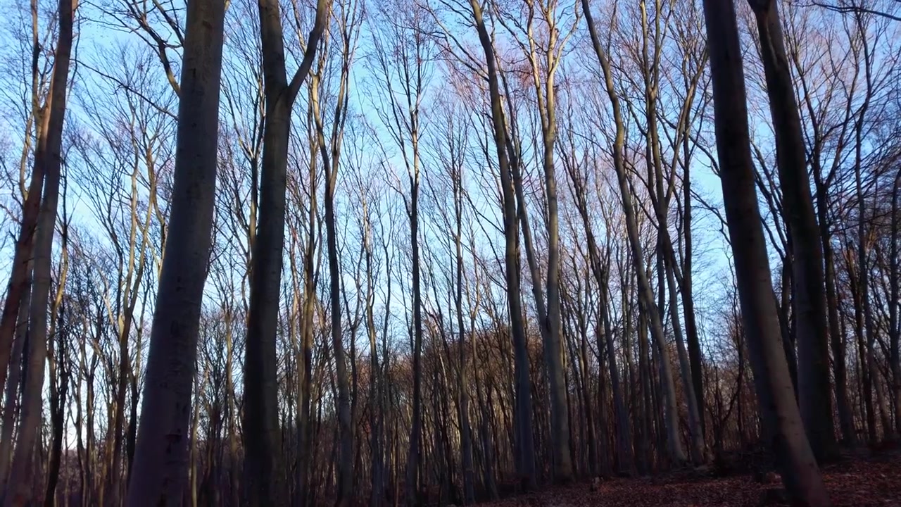 Árboles y follaje caído en el bosque invernal