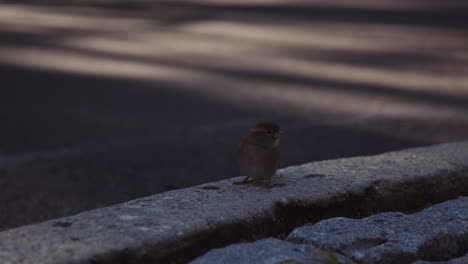 close up shot of house sparrow urban bird on paved concrete sidewalk edge in central park, manhattan new york city, moving looking around in sunny morning