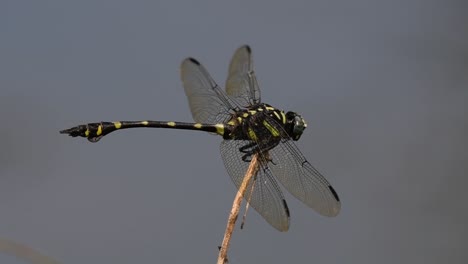 the common flangetail dragonfly is commonly seen in thailand and asia