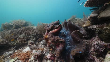 almeja gigante y vibrante arrecife de coral tiro de buceo en raja ampat en indonesia