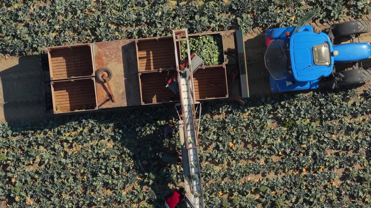 Vista aerea di lavoratori agricoli che raccolgono broccoli in un rimorchio per trattore