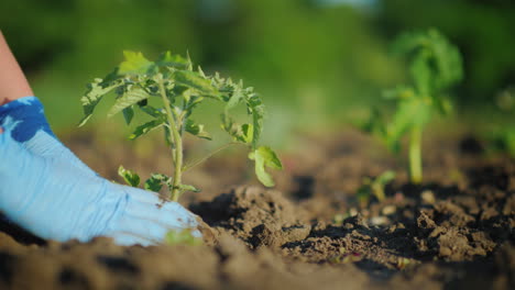 una mujer planta un trabajo de plántulas de repollo en el concepto de granja video 4k