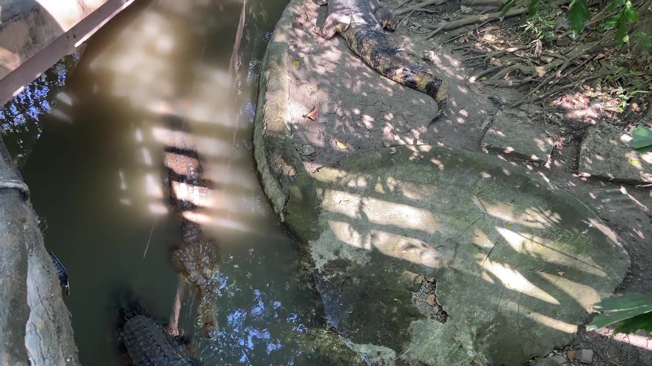 Alligators Resting in a Shallow Canal