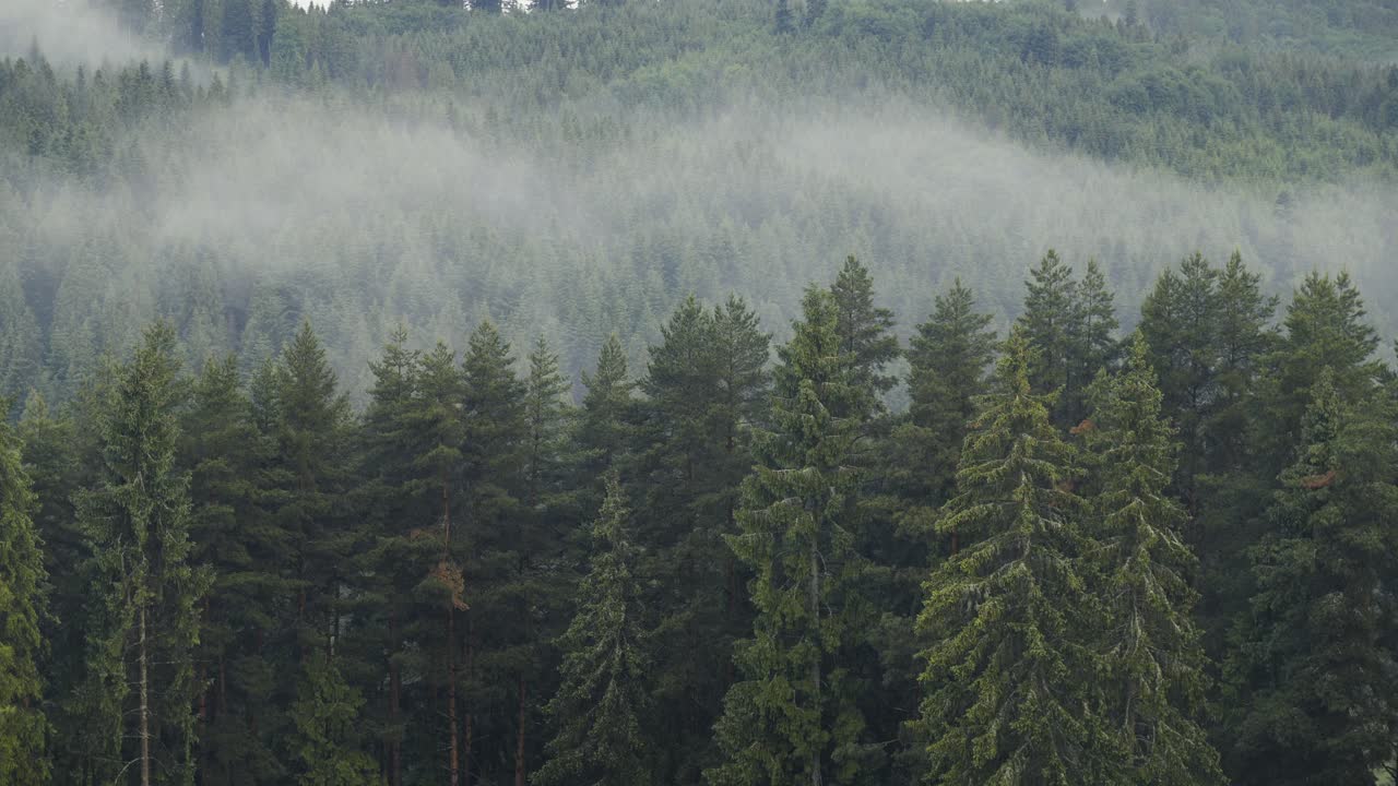 Tiheä havumetsä täyttää koko kuvan ja saa puiden välissä leviävän sumun erottumaan.