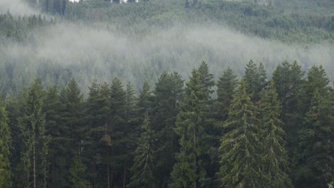 El-Denso-Bosque-De-Coníferas-Llena-Todo-El-Marco-Y-Hace-Que-La-Niebla-Ondulada-Entre-Los-árboles-Se-Destaque