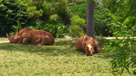 Two large land animal, southern white rhinoceroses, ceratotherium simum simum covered in mud, resting on the ground under the shade during the heat of the day.