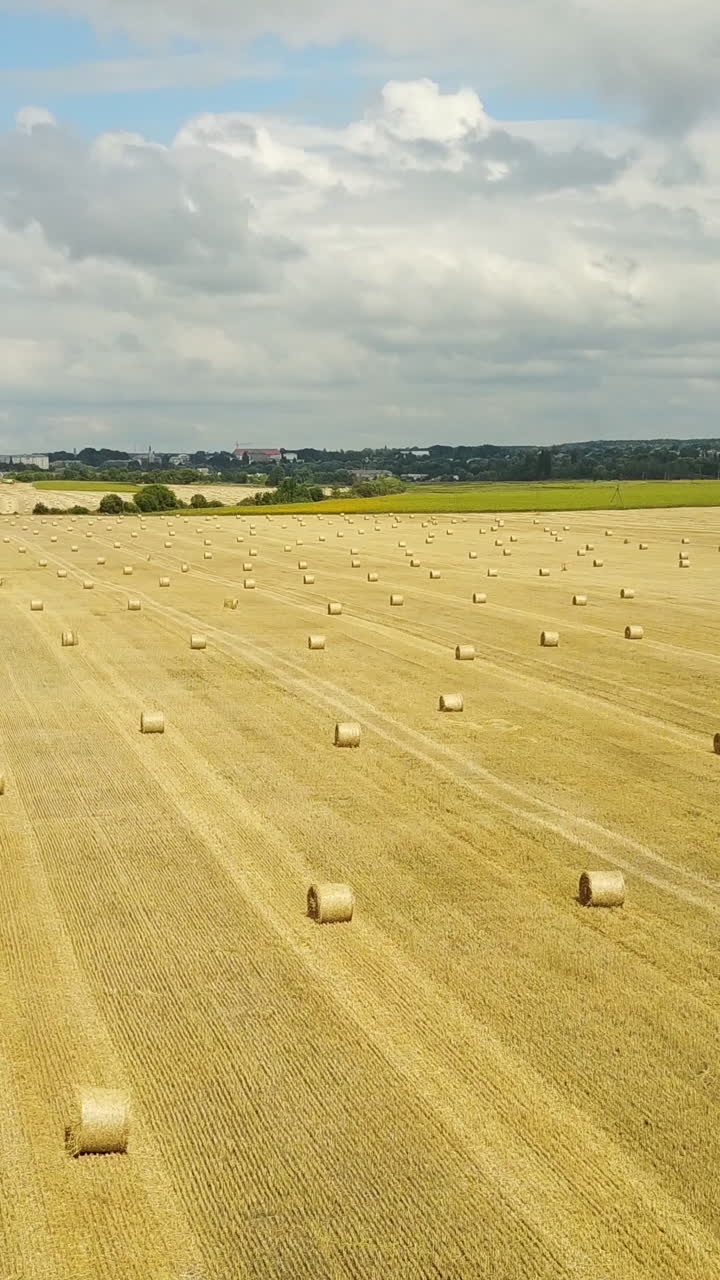 Field With Straw Bale. Row of straw bales on the field