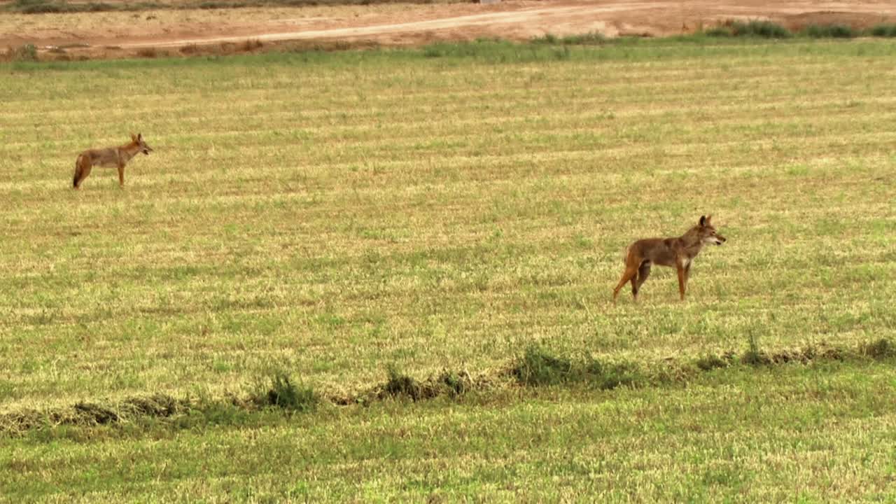 나비와 잠자리와 메뚜기는 북미의 광야에 표시됩니다.