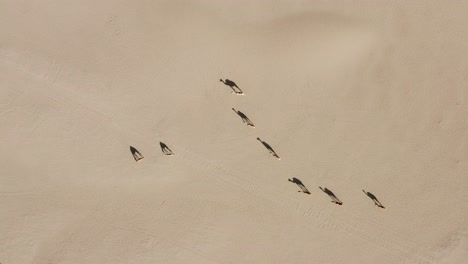 aerial drone shot of a camel herd walking slowly in the hot dry arabian desert