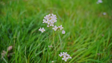 single white flower on a green summer meadow in germany