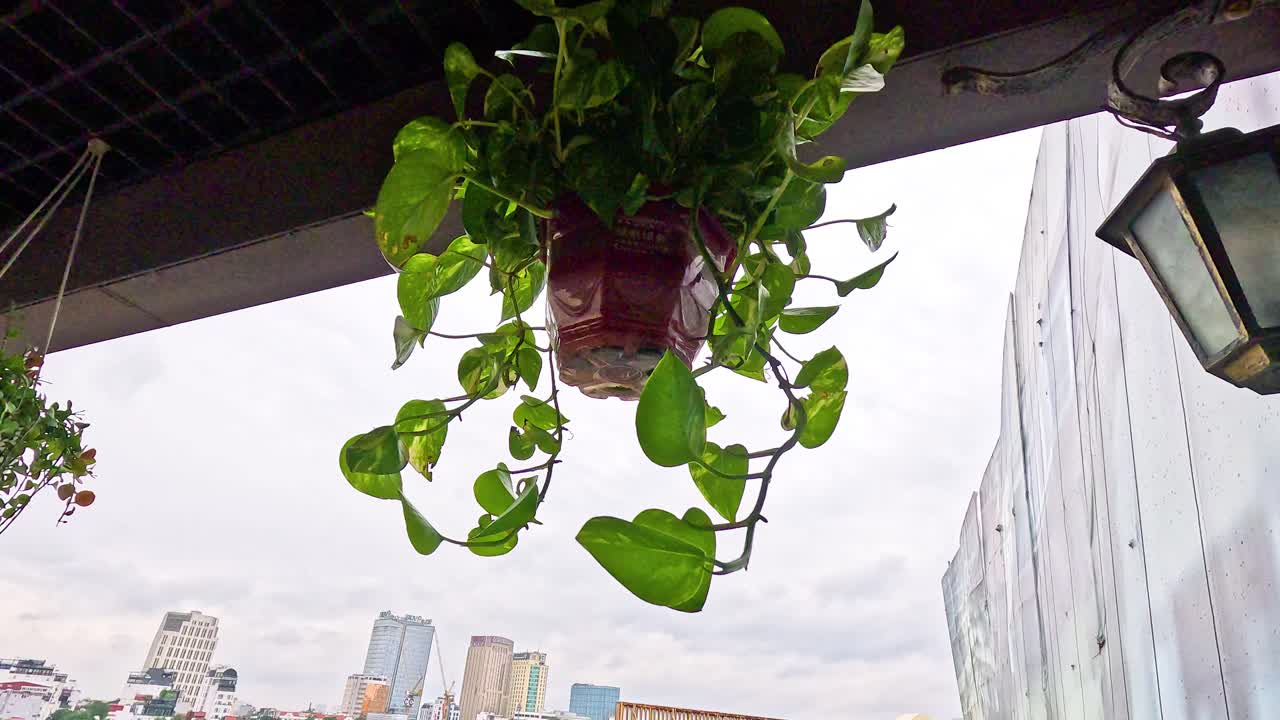 una planta se balancea suavemente sobre el paisaje urbano de hanoi