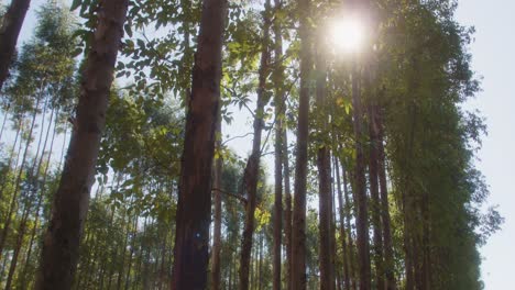 Sonnenlicht-Scheint-Durch-Die-Hohen-Bäume-Auf-Der-Ranch