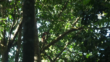 wild capuchin in trees in french guiana
