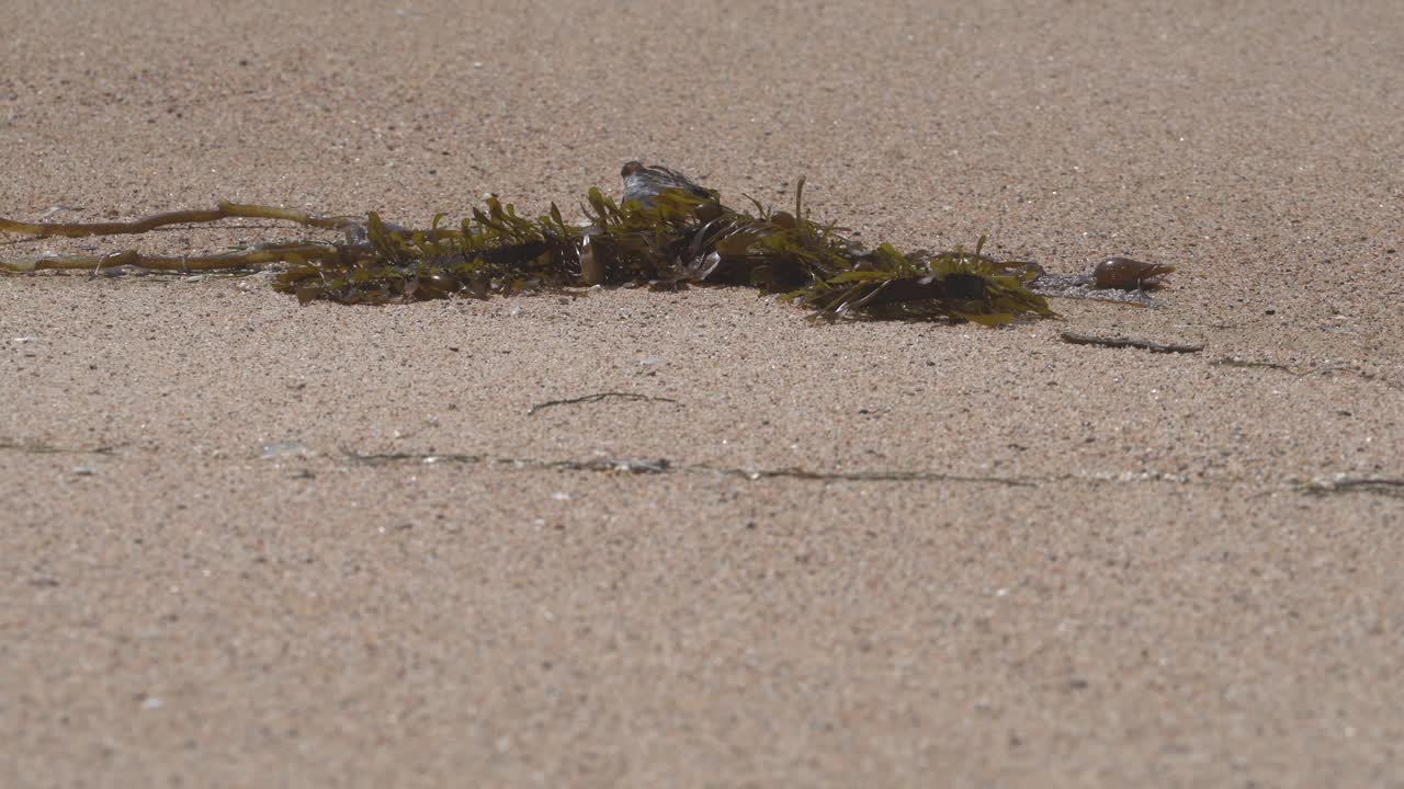 붉은목 팔라로프