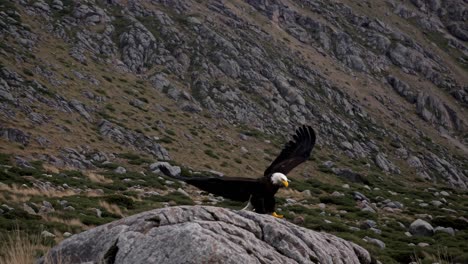 bald eagle perched on mountain rock