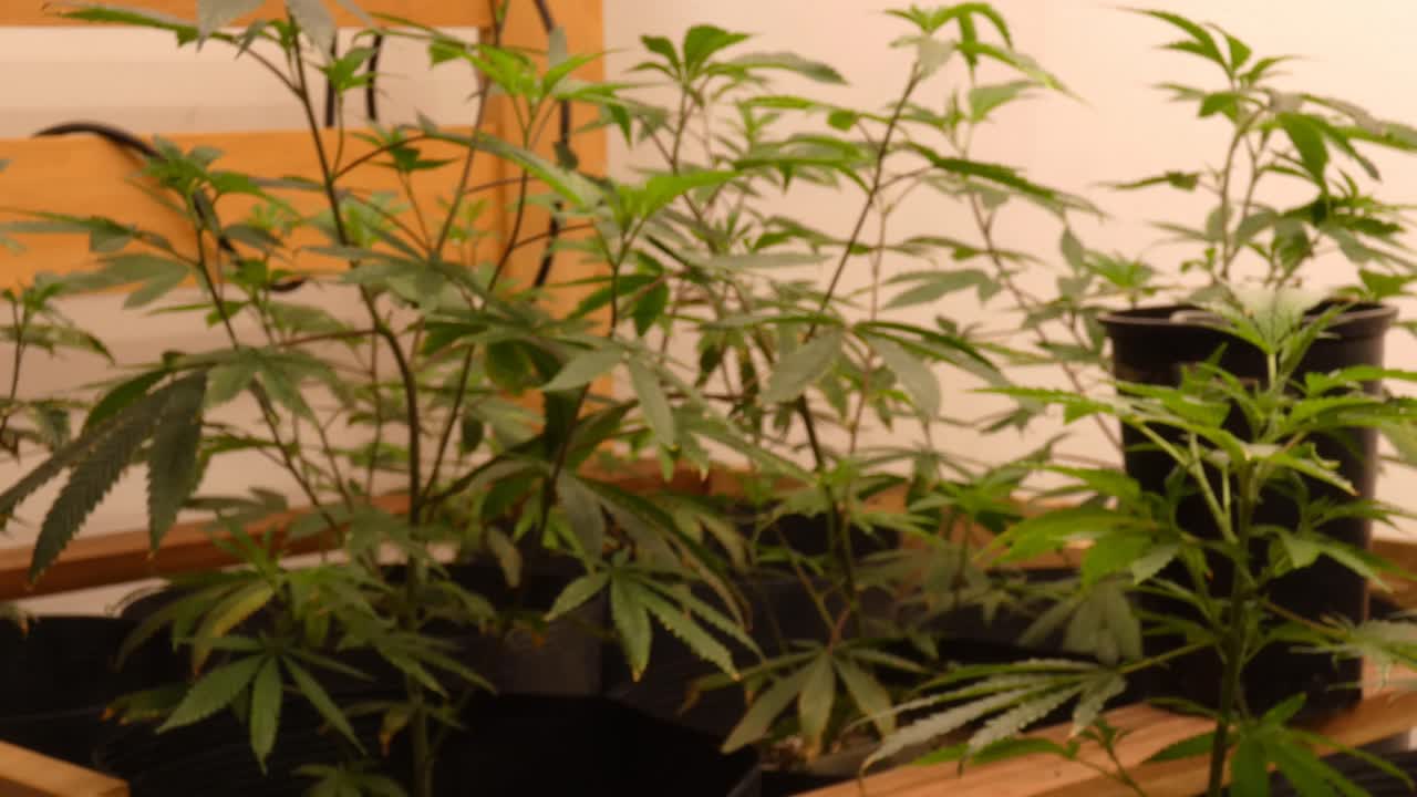 Young Cannabis plants being cultivated indoor. A person comes into frame and touches some leaves and smells the marijuana plants.