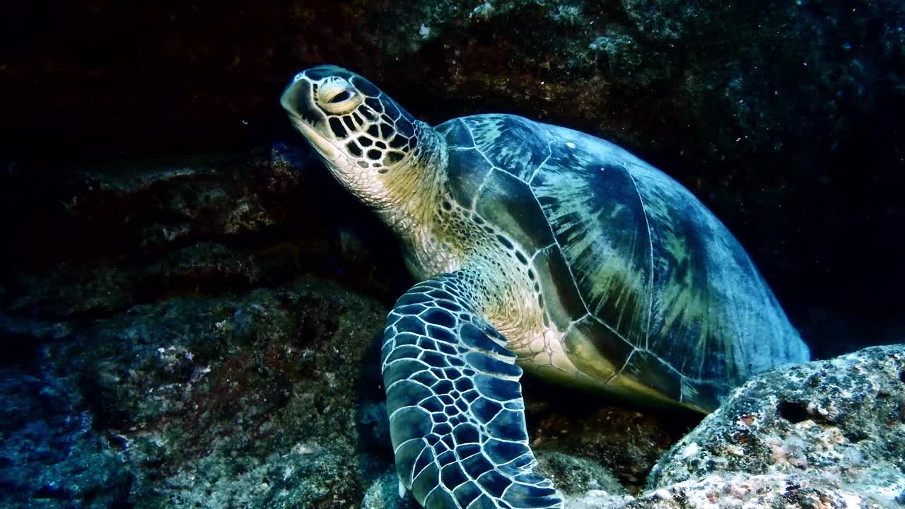 Green Sea Turtle sitting on rocks underwater in Mauritius Island