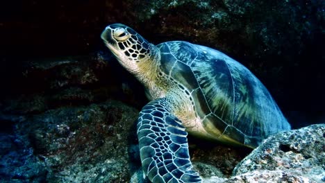 Green-Sea-Turtle-sitting-on-rocks-underwater-in-Mauritius-Island