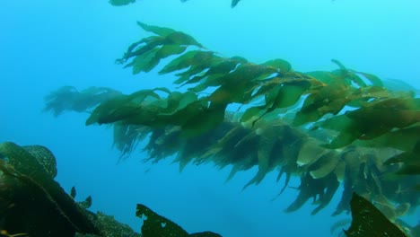 the grand and enigmatic kelp forest enshrouds the richness of marine creatures