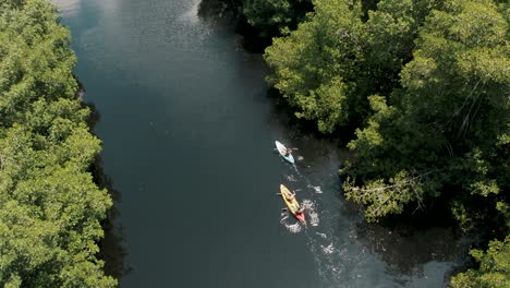 people paddle kayaks on river in mangrove swamp in el paredon, guatemala - aerial shot