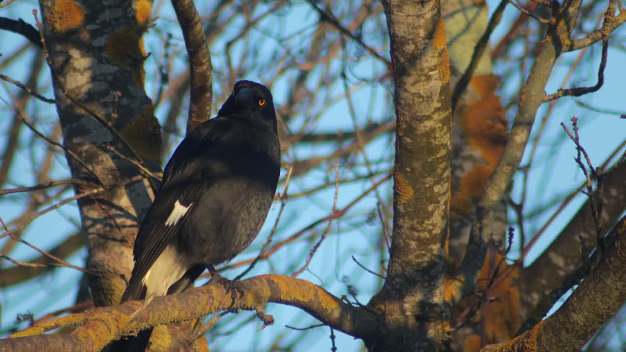 Pied Stilt perched on a tree branch