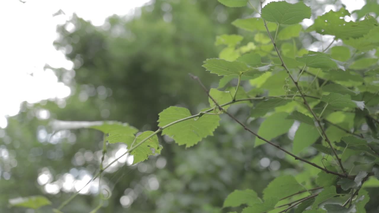 hojas en el bosque mientras camina en un parque