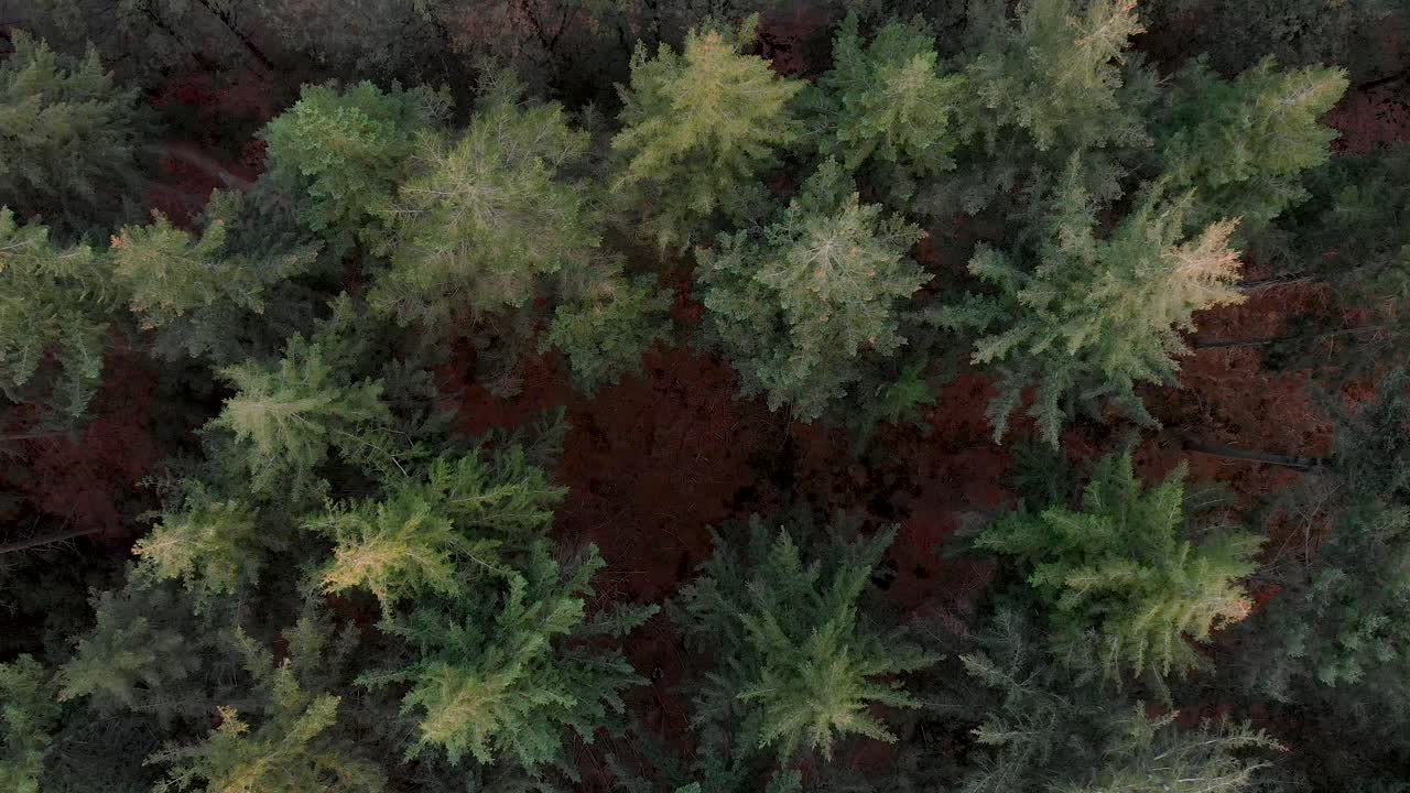 Straight moving aerial shot of treetops of a pine tree forest from the tops of the trees to the forest floor