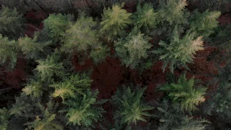 straight moving aerial shot of treetops of a pine tree forest from the tops of the trees to the forest floor