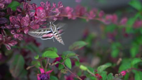 white-lined sphinx moth adult sipping flower nectar in slow motion