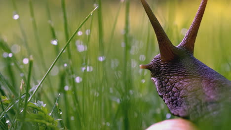 snail in dewy grass