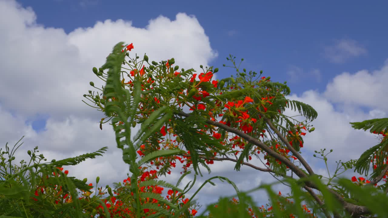 A close look at the branches of a tropical flamboyant tree with red flowers during a bright sunny day