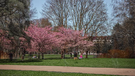 Menschen-Bewundern-Wunderschöne-Rosa-weiße-Blumenblüten-Am-Frühlingstag,-Zeitraffer