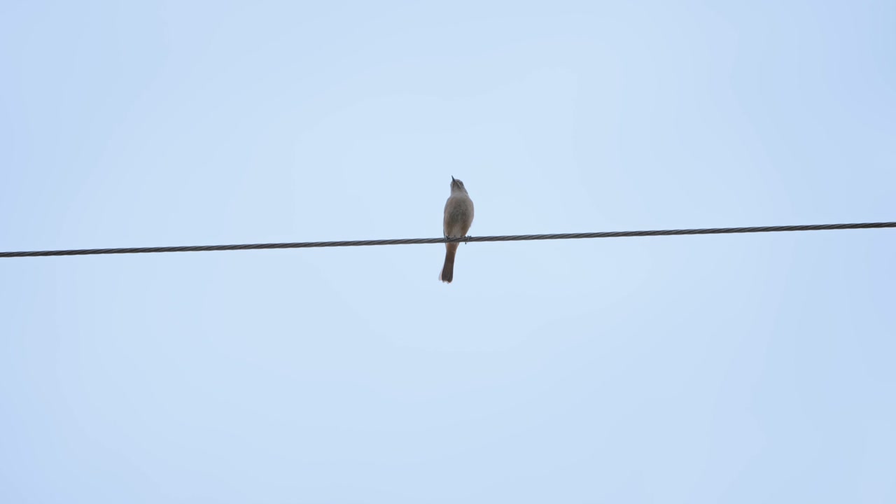 Closer shot of a female Daurian redstart perched on a power line, cleaning its beak. Minimalist urban nature scene capturing subtle bird behavior against a clear sky.