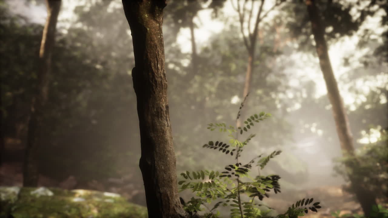 안개 숲의 장면