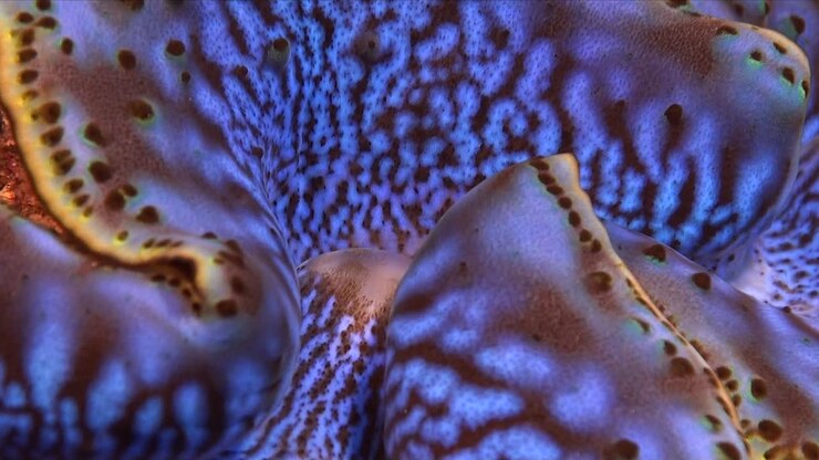 Primissimo piano di una tridacna gigante blu