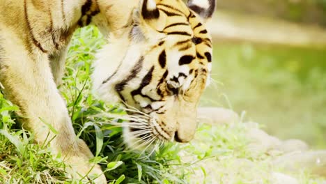 hungry sumatran tiger feeds on a grass during daytime in wildlife park