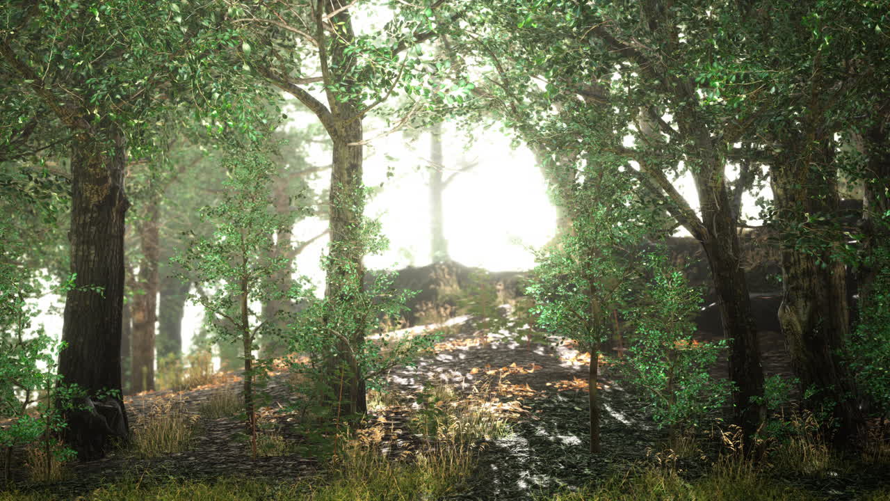 안개가 있는 어두운 꿈꾸는 숲