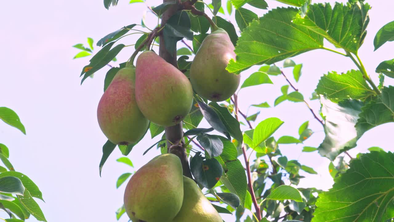 Pears growing on tree branches under clear sky in warm sunlight