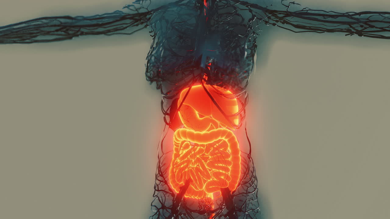 Visual representation of human digestive system anatomy with glowing effects