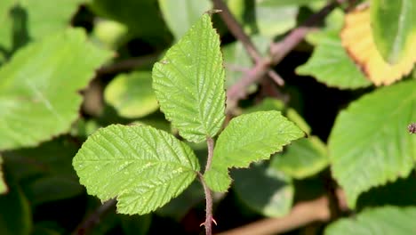 Form-Der-Geäderten-Blätter-Des-Brombeerstrauchs,-Auf-Dem-Brombeeren-Wachsen-Und-Geerntet-Werden