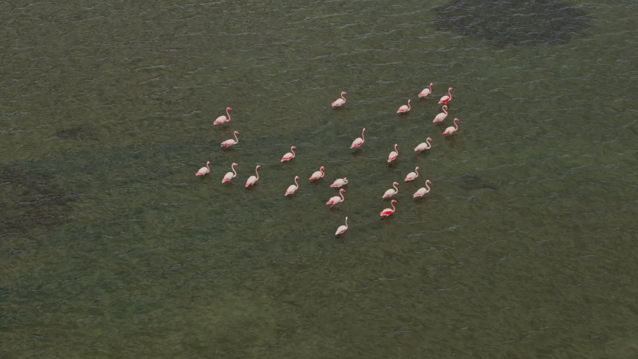 Drone capturant une scène de lagune tranquille avec une colonie de flamants roses en Grèce
