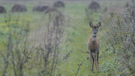 Roe-deer-in-dawn-dusk-evening-autumn-light-between-hay-rolls-eating-playing