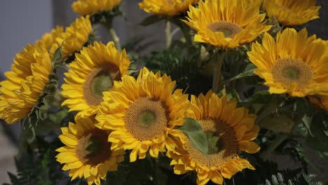 sunflowers in full bloom, radiating bright yellow petals