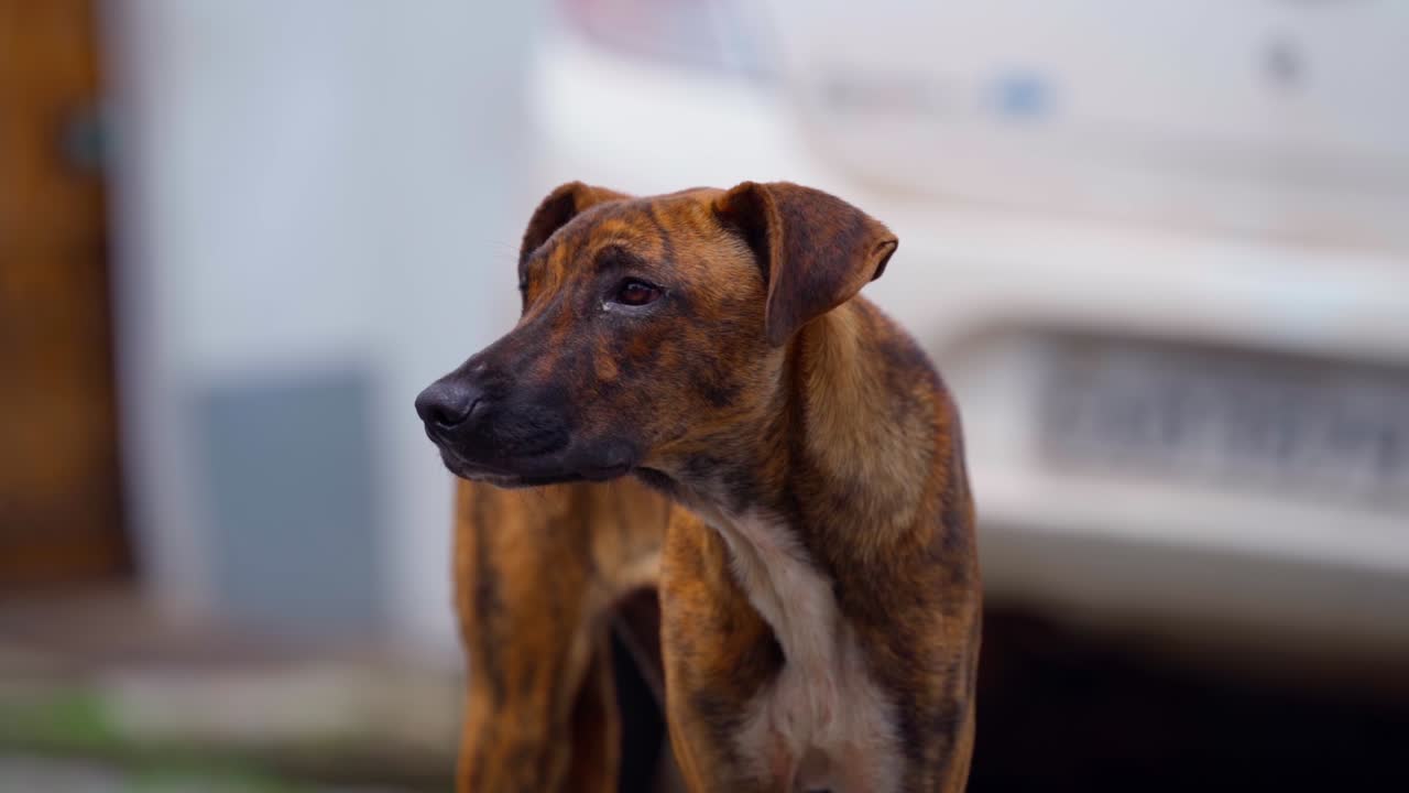 Friendly brown dog walking in the street, looking around curiously