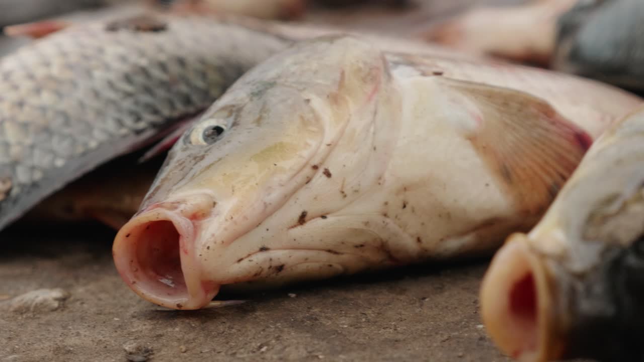 peces muriendo y tratando de respirar fuera del agua, violación de los derechos de los animales, concepto de crueldad animal