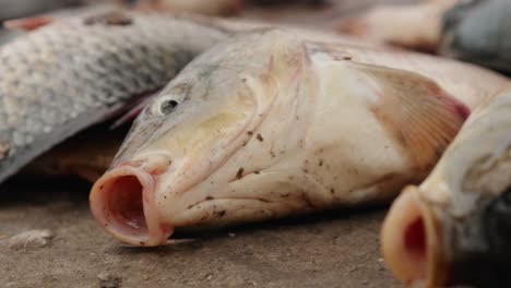 fish dying and trying to breath out of the water, animal rights violation, animal cruelty concept