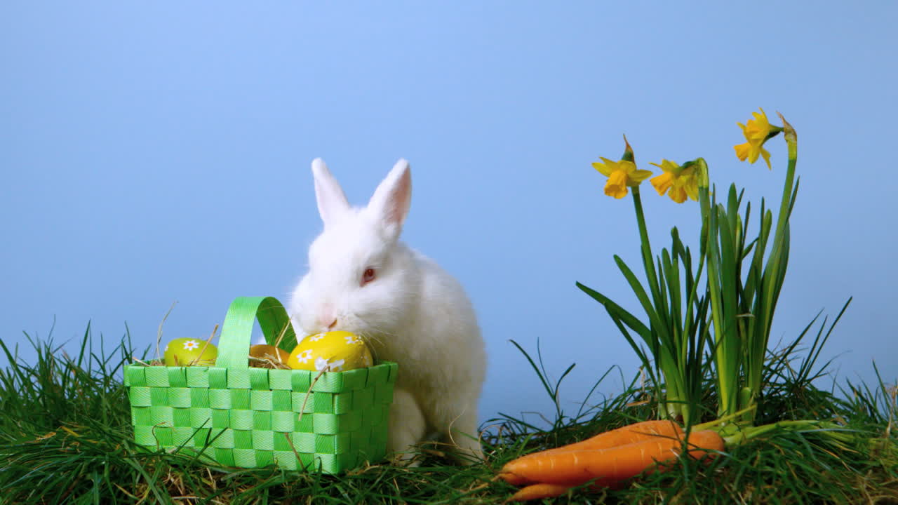 Coelho branco fofo farejando ovos de Páscoa em uma cesta ao lado de narcisos