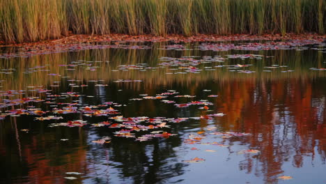 autumn leaves on a pond